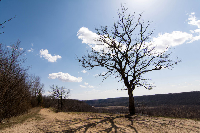 1000s of Acres of Hardwood Forests - Photo Credit Todd Rowe