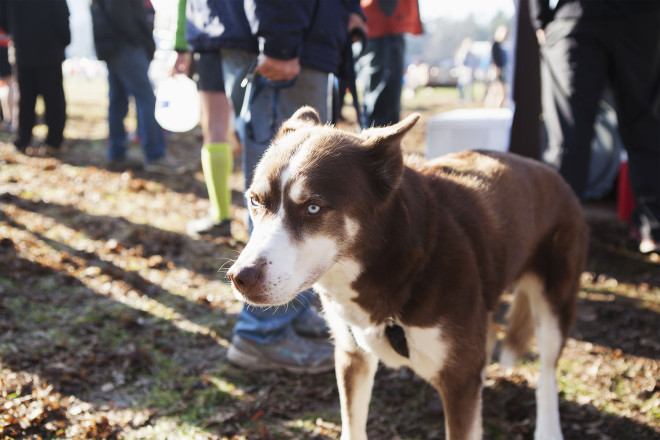 Another Zumbro Dog - Photo Credit Erik Lindstrom