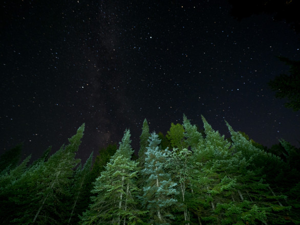 Boreal Forest at Night - Photo Credit Zach Pierce