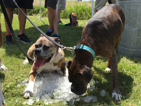 Dogs Cooling Off at Afton - Photo Credit Kevin Langton