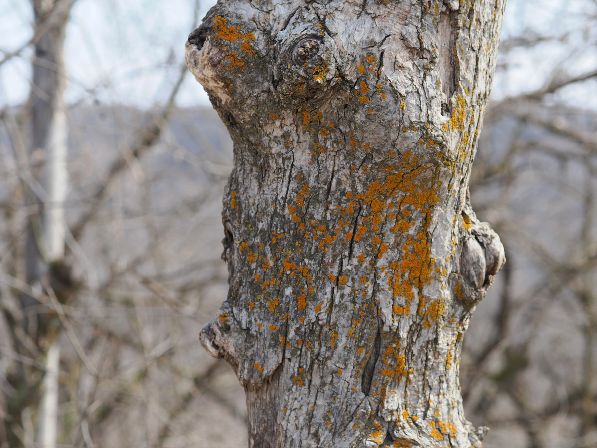 Lichen It We Are Loving It - Photo Credit Kevin Langton