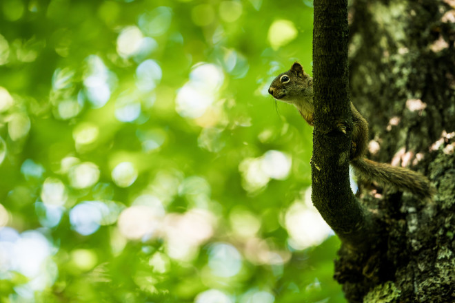 Local Onlooker - Photo Credit Ian Corless