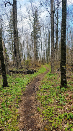 Spring Buds - Photo Credit John Storkamp