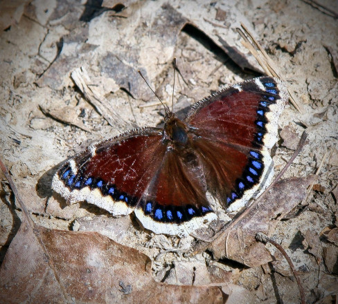 Spring Springing - Photo Credit Eric Hadtrath