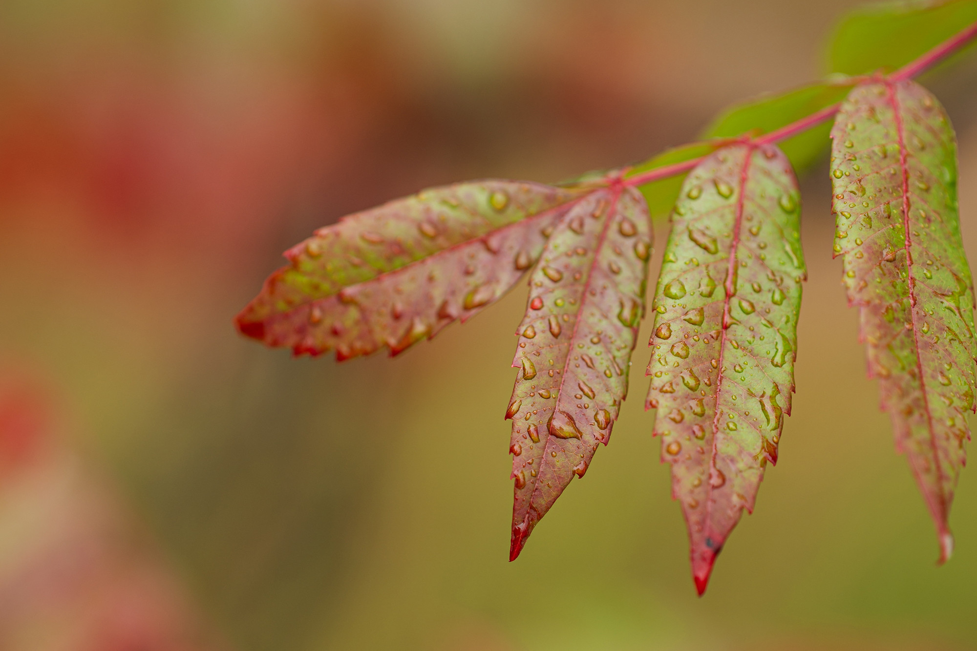 Subtle Hints of Fall at SFTR 2025 - Photo Credit Anastasia Wilde