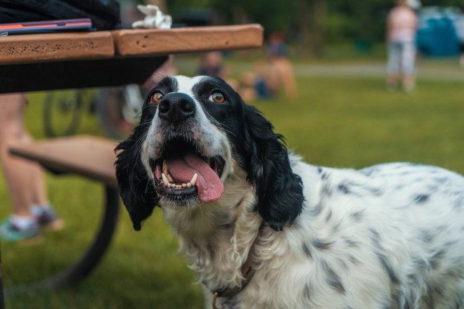 The Dogs of ESTRS Part 1412 - Photo Credit Fresh Tracks Media
