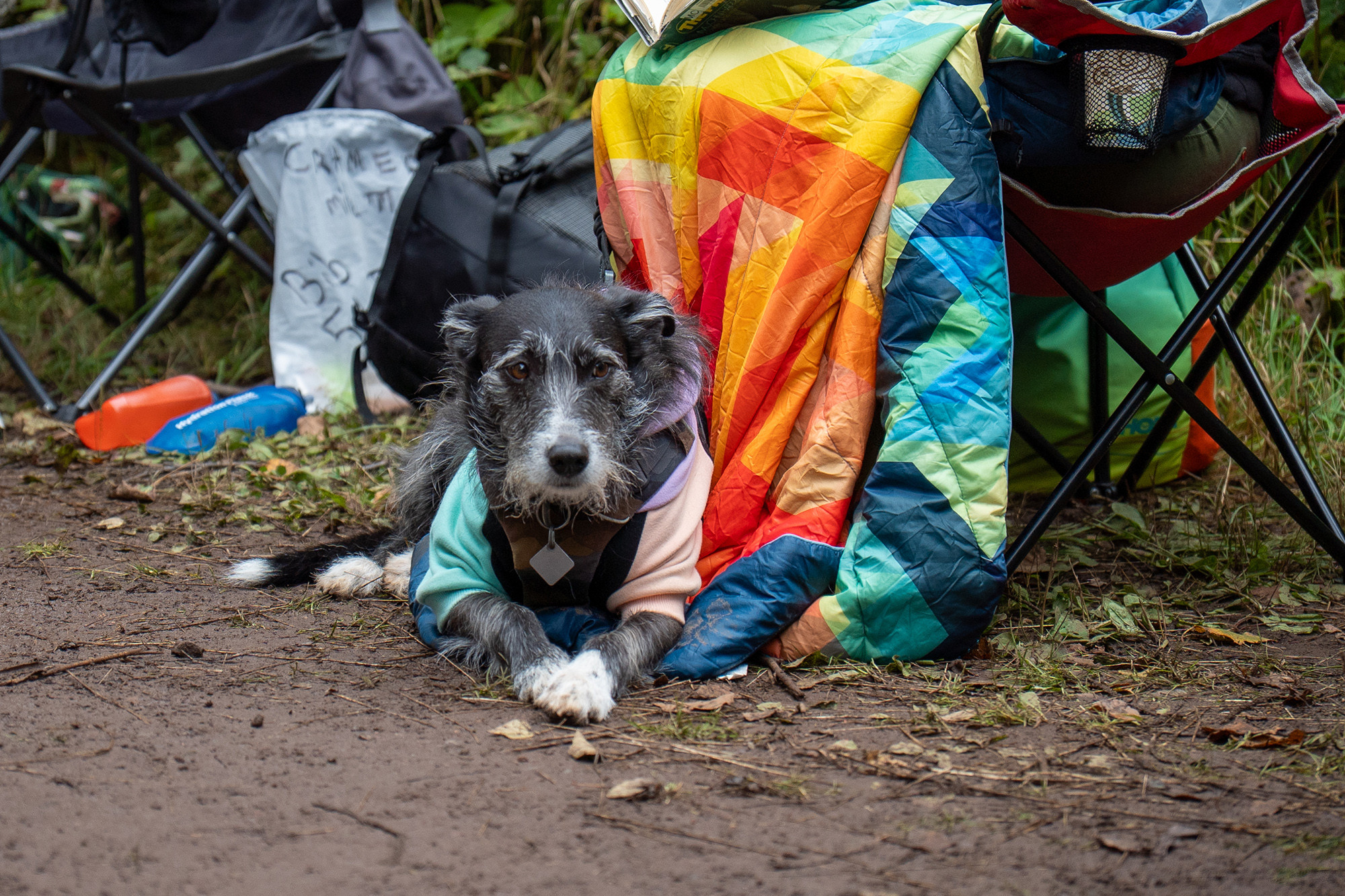 The Dogs of Superior Part 1678 SFTR 2025 - Photo Credit Danica Nolton
