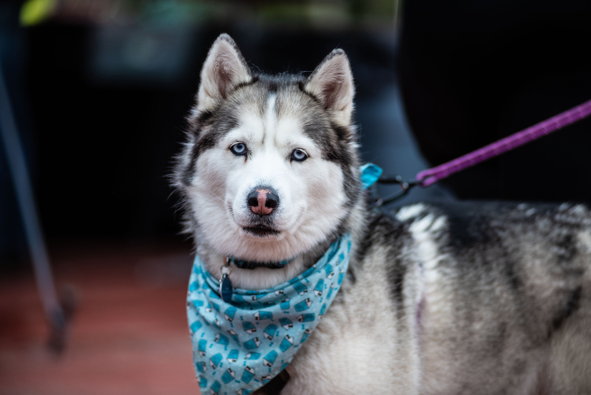 The Dogs of Superior Part 3654 - Photo Credit Bill Kelley