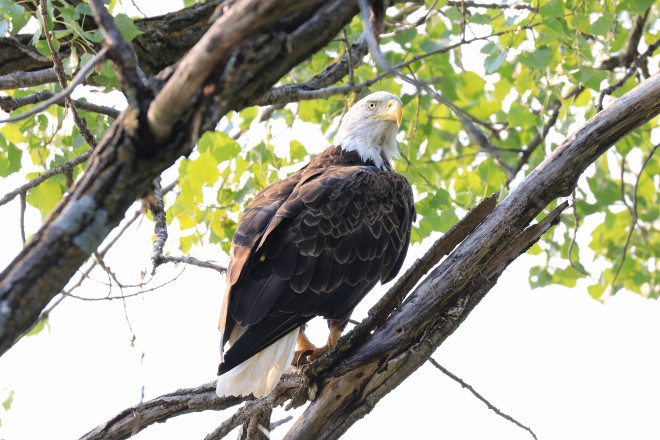 Afton Eagle - Photo Credit Jon Knutson