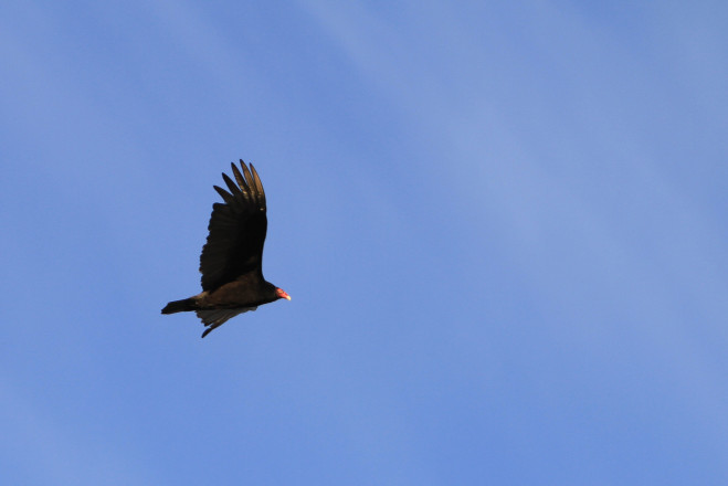 Birds of Prey of Zumbro - Photo Credit Pat Lehnherr
