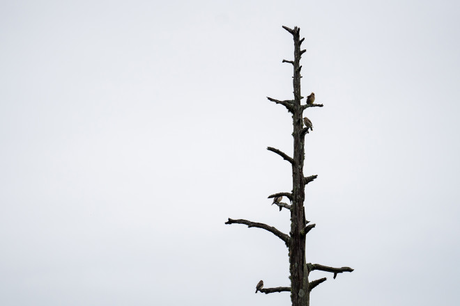 Boreal Chickadees - Photo Credit Kent Keeler