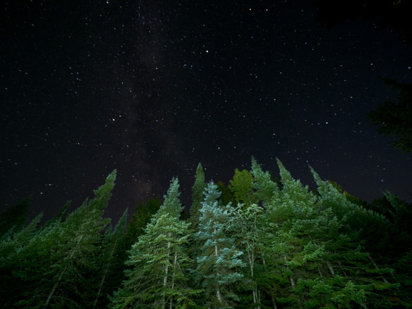 Boreal Forest at Night - Photo Credit Zach Pierce