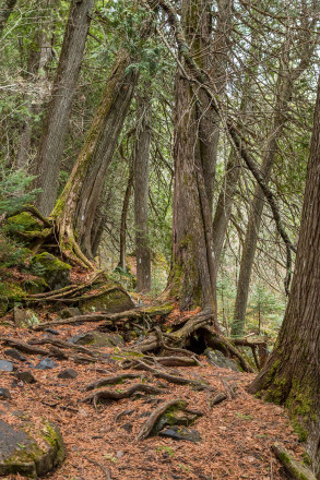 Boreal Woods - Photo Credit Mike Wheeler