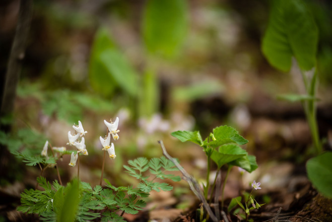 Dutchmans Breeches - Photo Credit Bill Kelley
