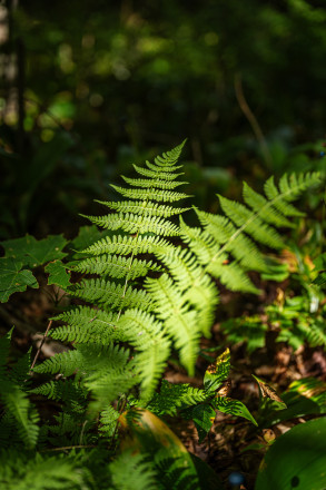 Fern Friends SFTR 2025 - Photo Credit Anastasia Wilde