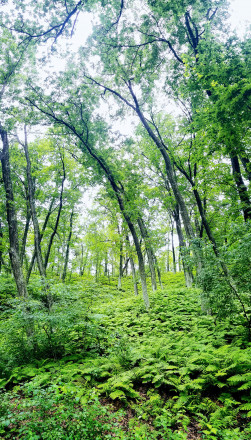 Fern Gully - Photo Credit John Storkamp