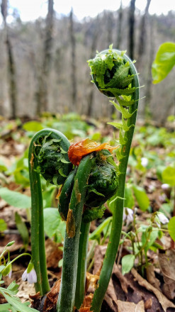 Fiddlehead - Photo Credit John Storkamp