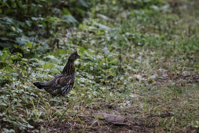 Grouse - Photo Credit Tone Coughlin
