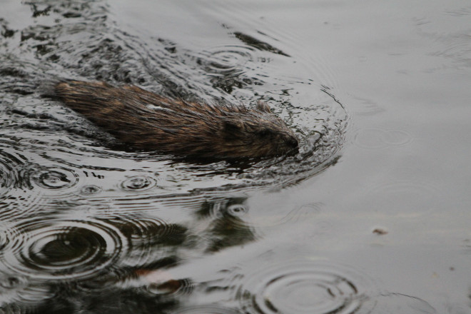 Lebanon Hills Wildlife - Photo Credit Pat Lehnherr