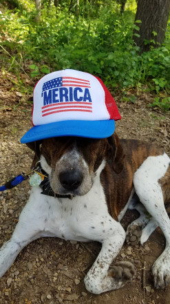 Merica Dog - Photo Credit Laurel Sipe