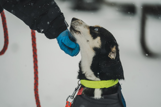 More of the Dogs of Zumbro - Photo Credit Fresh Tracks Media