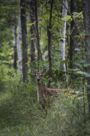 North Shore Deer SFTR 2025 - Photo Credit Ryn Haaversen