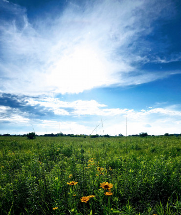 Prairie Flowers - Photo Credit John Storkamp