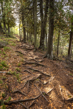 Roots of Moose - Photo Credit Scott Rokis