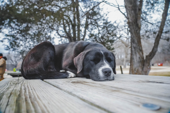 Roxy Resting - Photo Credit Lyric Kochendorfer