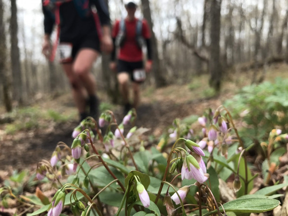 Spring in Bloom - Photo Credit Erik Lindstrom