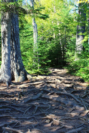 Superior Hiking Trail Roots - Photo Kelly Doyle