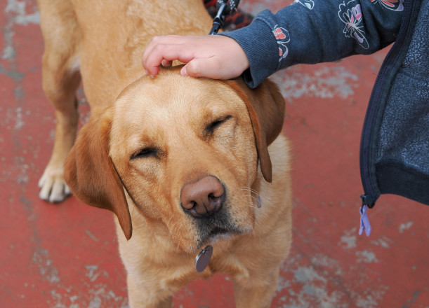 The Dogs of Superior Part 1498 - Photo Credit Kevin Langton