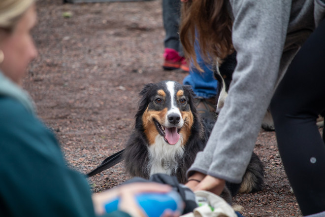 The Dogs of Superior Part 2645 - Photo Credit Kevin Jost