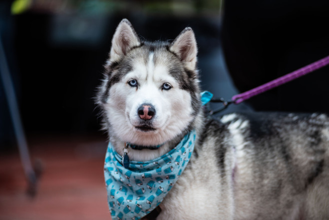 The Dogs of Superior Part 3654 - Photo Credit Bill Kelley