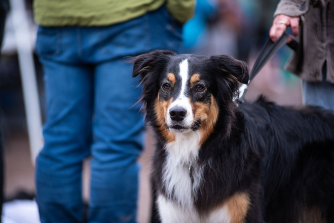 The Dogs of Superior Part 4549 - Photo Credit Bill Kelley