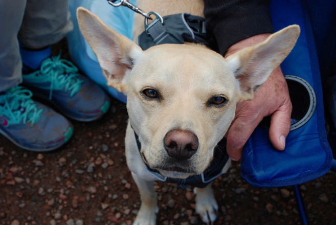 The Dogs of Superior - Photo Credit Kerrin Sina