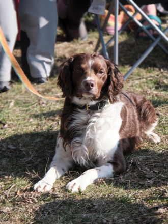 The Dogs of Zumbro Part 1367 - Photo Credit Jason Linn