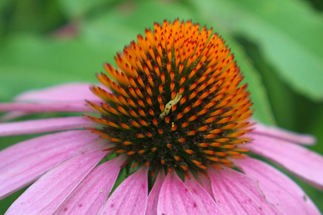 The Little Things at ESTRS SLP 5MI in 2025 - Photo Credit Pat Lehnherr