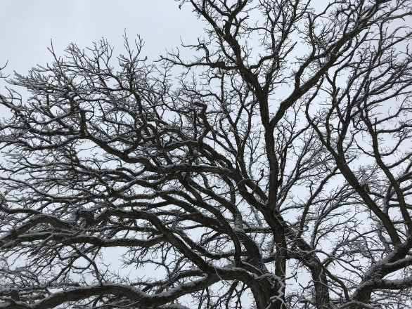 The Oaks of Zumbro - Photo Credit Cheri Storkamp