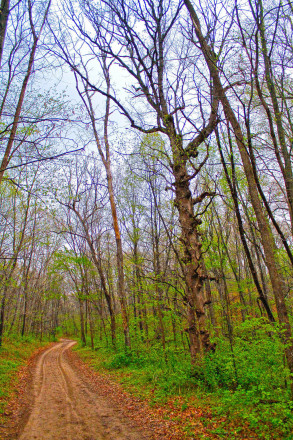 The Strange Woods of Zumbro - Photo Chris Hurst