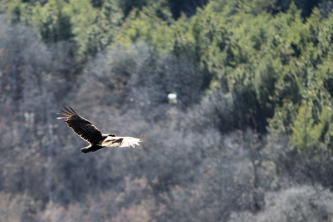 Turkey Vulture Flying High at Zumbro - Photo Credit Pat Lehnherr