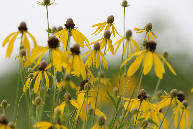 Wildflowers at ESTRS SLP 5MI in 2025 - Photo Credit Pat Lehnherr
