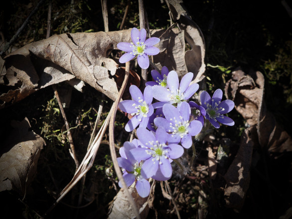 Zumbro Wildflowers - Photo Credit Kevin Langton